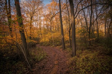 Obraz premium Pathway through the fall woodland