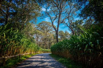 Fototapeta premium A pathway cutting through a vast sugar cane field under a clear summer sky, surrounded by trees and natural scenery
