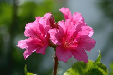 Fototapeta premium Ruellia Simplex Belongs to the Acanthaceae Family of Flowering Plants