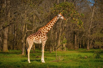 Obraz premium Giraffa camelopardalis rothschildi: The Rothschild Subspecies of Giraffe