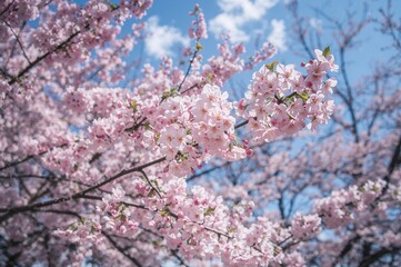 Obraz premium Delicate pink blossoms dance on tree branches in the breeze during a bright spring day.