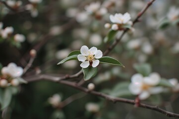 Obraz premium A delicate white blossom appears on a tree during the winter season in a botanical setting