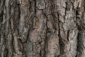 Obraz premium Vintage Wooden Bark Surface Texture