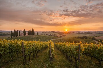 Fototapeta premium Sunset over vineyard rows in a rural landscape with a cloudy sky