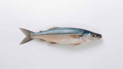 Fototapeta premium Single fresh herring fish displayed on a plain white background