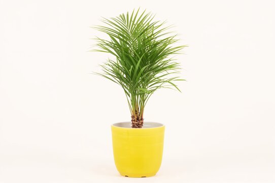 Single small juvenile parlour palm featuring green foliage in a yellow container. Indoor potted plants isolated on white background.