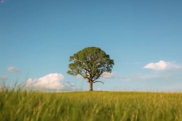 Fototapeta premium Solitary tree standing in an open meadow