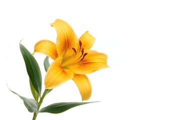 Single yellow and orange Lily blossom against a white backdrop