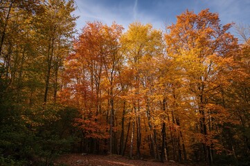 Fototapeta premium Journey through the forest during fall