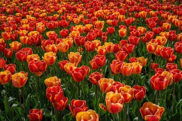 Bright tulip scenery with a striking arrangement of crimson and golden blossoms basking in sunlight, highlighting a vivid tulip meadow within a flourishing garden in springtime.