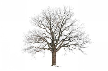 Obraz premium Lonely leafless tree silhouette on a transparent backdrop with clipping path and alpha channel