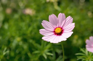 Obraz premium Single pink and red cosmos bloom against a lush green backdrop