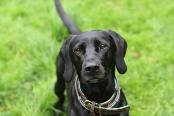 Black Pointer dog on the green grass in the park. Portrait of a happy pet