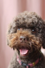 Close up portrait of a curly brown doodle dog. Cute companion dog. 