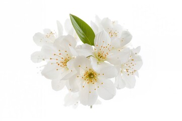 Obraz premium Close-up of a cluster of orange blossoms set against a white background