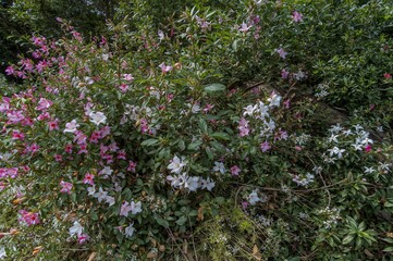 Fototapeta premium Vibrant summer blooms brighten a verdant garden with white and pink petals swaying in the gentle spring wind