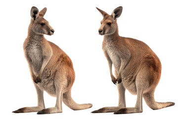 Front and Back View of Kangaroo White Background