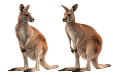 Front and Back View of Kangaroo White Background