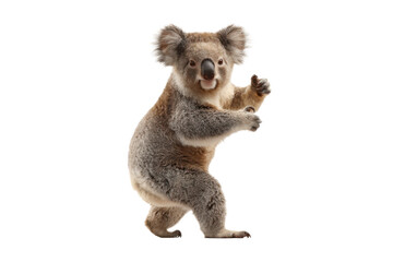 Obraz premium Funny Dancing Koala Isolated on White
