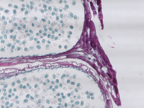 Cross-Section of a Pinus Male Cone