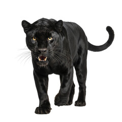 Obraz premium Magnificent melanistic leopard prowling with intensity on isolated transparent backdrop