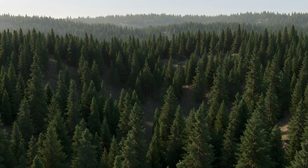 Forest canopy aerial view