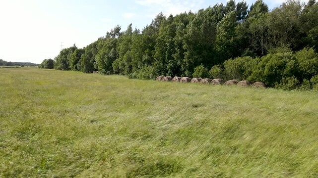 Aerial droen footage orbiting and flying around old silage wheat hay bale rolls side by side at a grassy and windy farm field with forest in the back. Sunny day.
