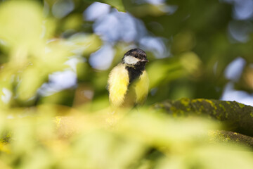Obraz premium Cute great tit surrounded by green-yellow leaves on a branch, bokeh in the background, great tit among blurred yellow-green leaves, green background, trees in the background, Parus major