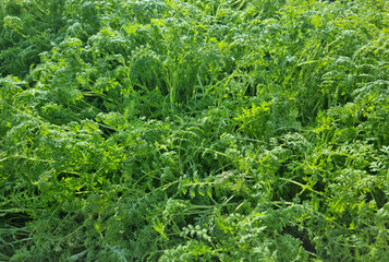 Obraz premium Close-up of phacelia grass green manure in the morning for background and text. Selective focus.