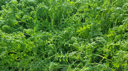 Obraz premium Close-up of phacelia grass green manure in the morning for background and text. Selective focus.