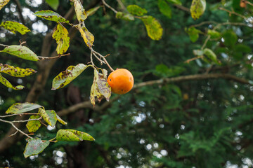 秋になり柿の実が色づき始めた
