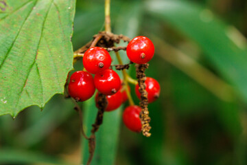 森の中で秋を告げる赤い実を見つけた
