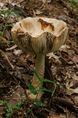 ワイングラスに見える白いキノコ