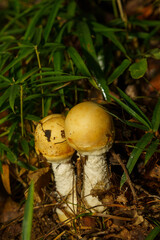 森の木陰に生える白いキノコ