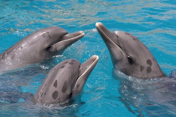 Talking dolphins in the ocean