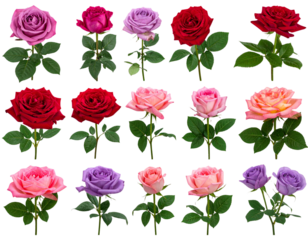 seamless pattern with pink roses