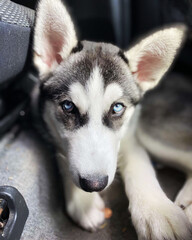 siberian husky puppy