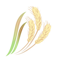 Color graphic depicting ears of grain.