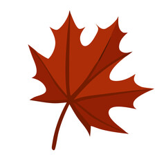 Vector drawing of a maple leaf