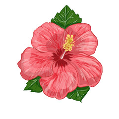 Vector illustration of a tropical hibiscus flower