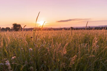 Fototapeta premium Evening Glow Over the Meadow Natural Landscape Summer Theme