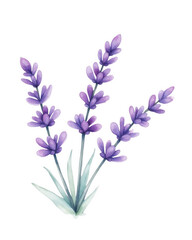 Lavender flowers watercolor clipart, transparent background botanical illustration