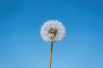 Fototapeta premium Lone Dandelion Seed Head Against a Clear Blue Sky