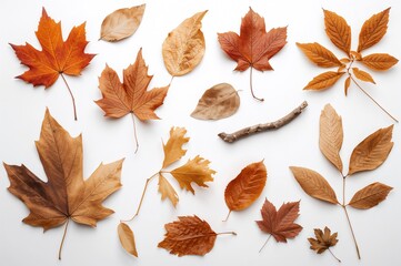Collection of dried brown leaves on a white background. Fall-hued maple, oak, poplar, plane, beech, and birch foliage.