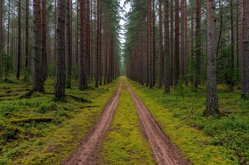 Fototapeta premium Unpaved pathway cutting through a dense conifer woodland covered with lush moss
