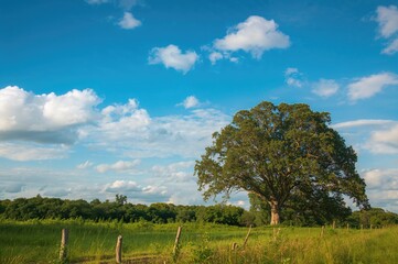 Azure sky and verdant tree in rural landscape