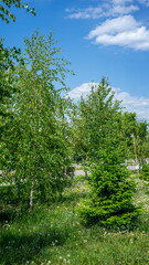 Young birch and spruce trees in city recreation park UGMK on sunny summer day. Landscaping of city. Corners of nature in center of metropolis, Verkhnyaya Pyshma, Russia. Pollen allergy. Vertical image