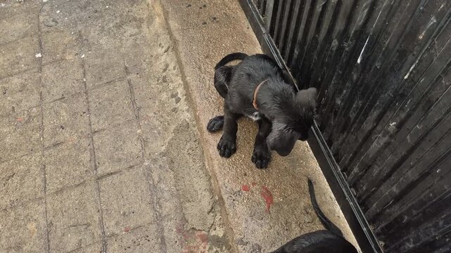 German shorthaired pointer puppy sits and watches attentively on a wet sidewalk. Expressive, intelligent eyes show curiosity, gentle temperament, and alert observation.