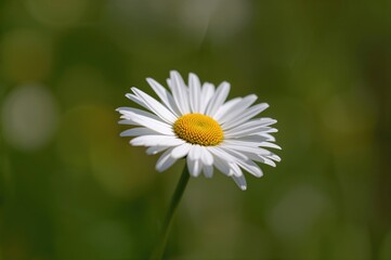 Obraz premium Macro shot of a solitary white chamomile blossom in a vibrant garden during a sunny spring day, outdoors. Side perspective with gentle focus.
