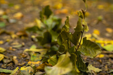 Dieses junge Buchenblatt, eingerollt und trotzig im goldenen Teppich des Herbstes, hat mich irgendwie berührt. Zwischen all den fallenden Blättern streckt es sich noch einmal nach oben